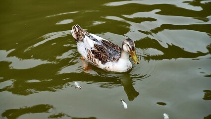 池を泳ぐカルガモ