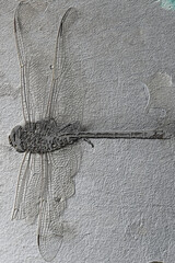 dragon fly skeleton with texture