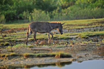 Donkeys, domesticated equids related to horses, are known for their long ears, distinctive bray, and resilience in arid environments. They are intelligent, social, and widely used as pack animals.