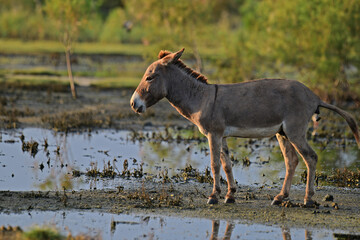 Donkeys, domesticated equids related to horses, are known for their long ears, distinctive bray, and resilience in arid environments. They are intelligent, social, and widely used as pack animals.