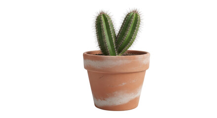 Small cactus plant in terracotta pot isolated PNG with Transparent Background