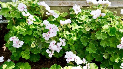 開花した白色のゼラニウム