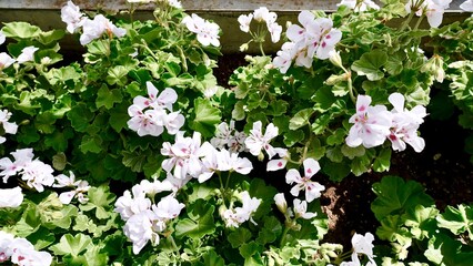 開花した白色のゼラニウム