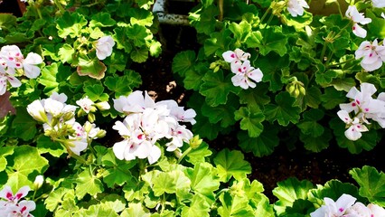 開花した白色のゼラニウム