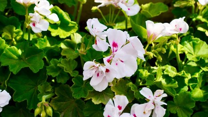 開花した白色のゼラニウム