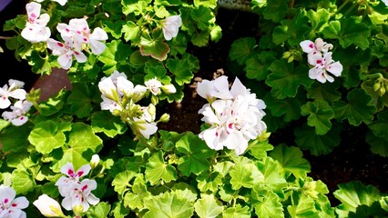 開花した白色のゼラニウム