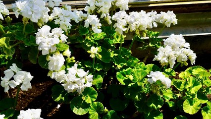 開花した白色のゼラニウム