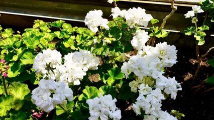 開花した白色のゼラニウム