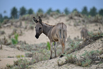 Donkeys, domesticated equids related to horses, are known for their long ears, distinctive bray, and resilience in arid environments. They are intelligent, social, and widely used as pack animals.