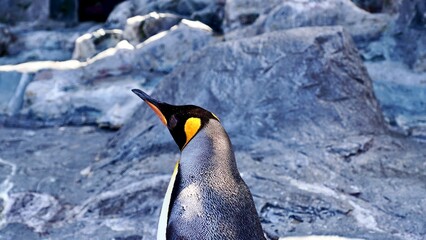 オウサマペンギン