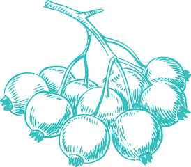 Vintage Teal Blackcurrants Illustration Graphic. A Rustic Nature-themed Design for Cottagecore