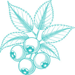 Vintage Teal Blueberries Twig Illustration Graphic. A Rustic Nature-themed Design for Cottagecore