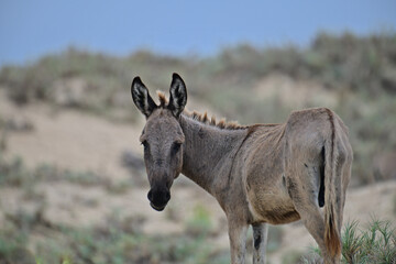 Donkeys, domesticated equids related to horses, are known for their long ears, distinctive bray, and resilience in arid environments. They are intelligent, social, and widely used as pack animals.