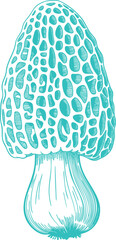 Vintage Teal Morel Mushrooms Illustration. A Rustic Nature-themed Design for a Cozy Scene