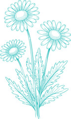 Vintage Teal Chamomile Flowers Illustration Graphic. A Rustic Nature-themed Design for Cottagecore