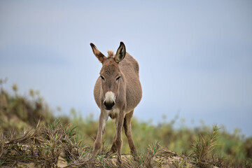 Donkeys, domesticated equids related to horses, are known for their long ears, distinctive bray, and resilience in arid environments. They are intelligent, social, and widely used as pack animals.