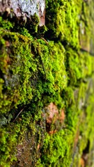 Close Up of Green Moss Growing on Red Brick Wall Texture in Natural Light