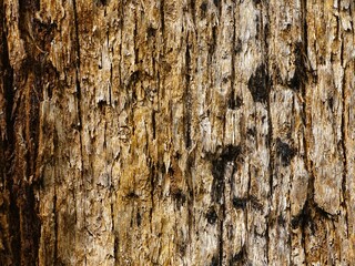 Color and texture of the bark of the Mangifera caesia tree © Suriansyah