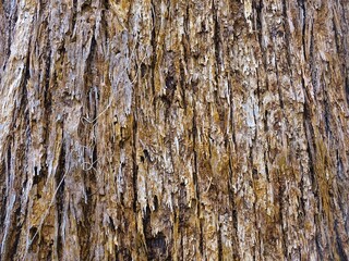 Color and texture of the bark of the Mangifera caesia tree © Suriansyah