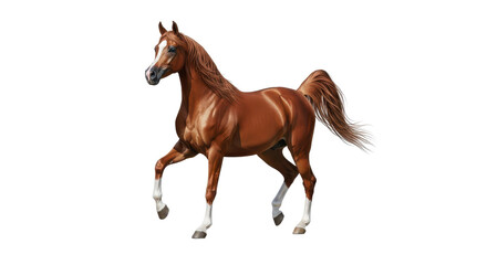 Elegant chestnut Arabian horse trotting gracefully isolated PNG with Transparent Background