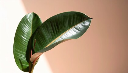 Dark Green Ficus Leaves in Soft Light Against a Peach Background