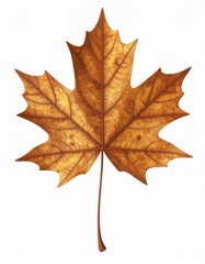 Fototapeta premium Single Maple Leaf with Textured Veins Golden Hues and Autumnal Beauty on White Backdrop