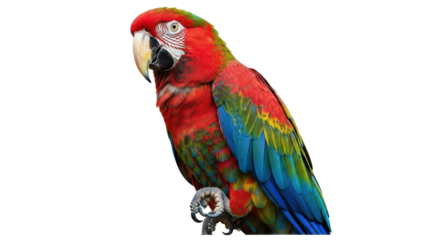 Colorful red macaw parrot with vibrant tropical feathers isolated PNG with Transparent Background