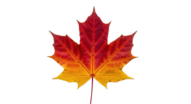 Colorful autumn maple leaf with red and yellow gradient isolated PNG with Transparent Background - Powered by Adobe