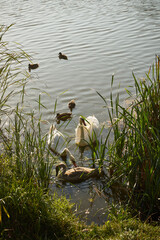 łabędzie,ptaki,jezioro, zalew, woda, zbiornik wodny, kąpielisko