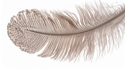 Detailed Beige Feather Texture Macro Shot on White Background in Studio Light