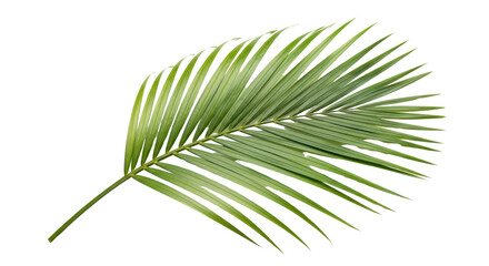 Obraz premium Green tropical palm leaf frond isolated PNG with Transparent Background