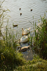 łabędzie,ptaki,jezioro, zalew, woda, zbiornik wodny, kąpielisko © Marcin Łazarczyk