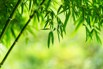 green bamboo leaves