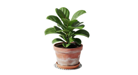 Fototapeta premium Potted green houseplant in terracotta clay pot, small indoor plant with lush leaves, decorative ceramic planter isolated on white background PNG