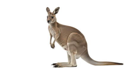 Red kangaroo standing in a side view portrait isolated PNG with Transparent Background