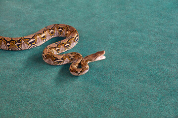 Burmese python on turquoise surface displaying camouflage patterns and unique markings.
