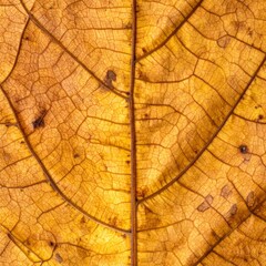 Detailed Macro of a Golden Autumn Leaf with Intricate Vein Pattern on Neutral Backdrop