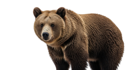 Large brown grizzly bear standing and looking at the camera isolated PNG with Transparent Background