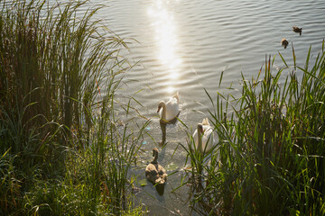 łabędzie,ptaki,jezioro, zalew, woda, zbiornik wodny, kąpielisko © Marcin Łazarczyk
