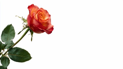 Close-up of a vibrant orange-red rose with green leaves on white background