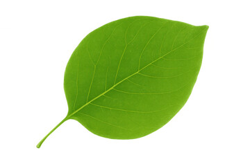 Fresh green leaf isolated on transparent background, perfect for nature and environment-related projects