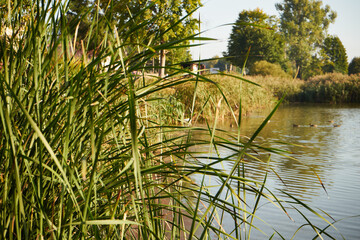 jezioro, zalew, woda, zbiornik wodny, kąpielisko © Marcin Łazarczyk