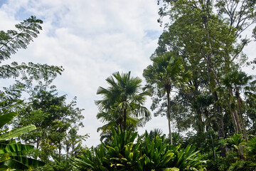 Lush tropical jungle with palm trees and dense green foliage under cloudy sky.