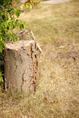 old log and bush on spring day