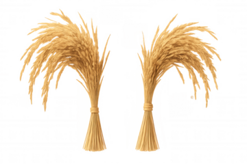 Rice bunches displaying individual grains, resting on clear backdrop, revealing organic texture and agricultural abundance