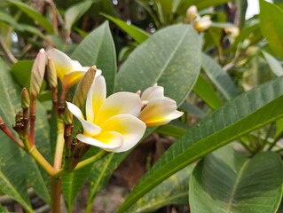 Beautiful yellow frangipani flowers (plumeria alba) in outdoor garden, close up view