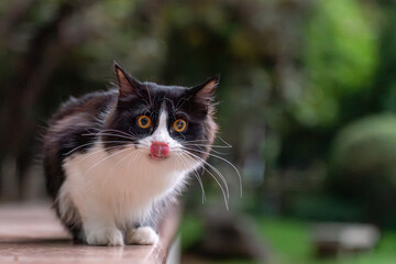 Fluffy Black and White Cat Gazing Curiously in Natural Setting
