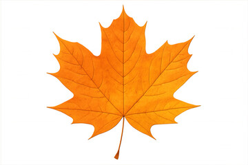 Fototapeta premium Vibrant orange maple leaf against transparent backdrop, symbolizing seasonal change and autumnal warmth