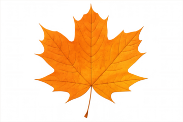 Vibrant orange maple leaf against transparent backdrop, symbolizing seasonal change and autumnal warmth