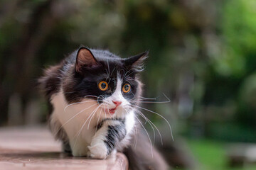 Fluffy Black and White Cat Gazing Curiously in Natural Setting